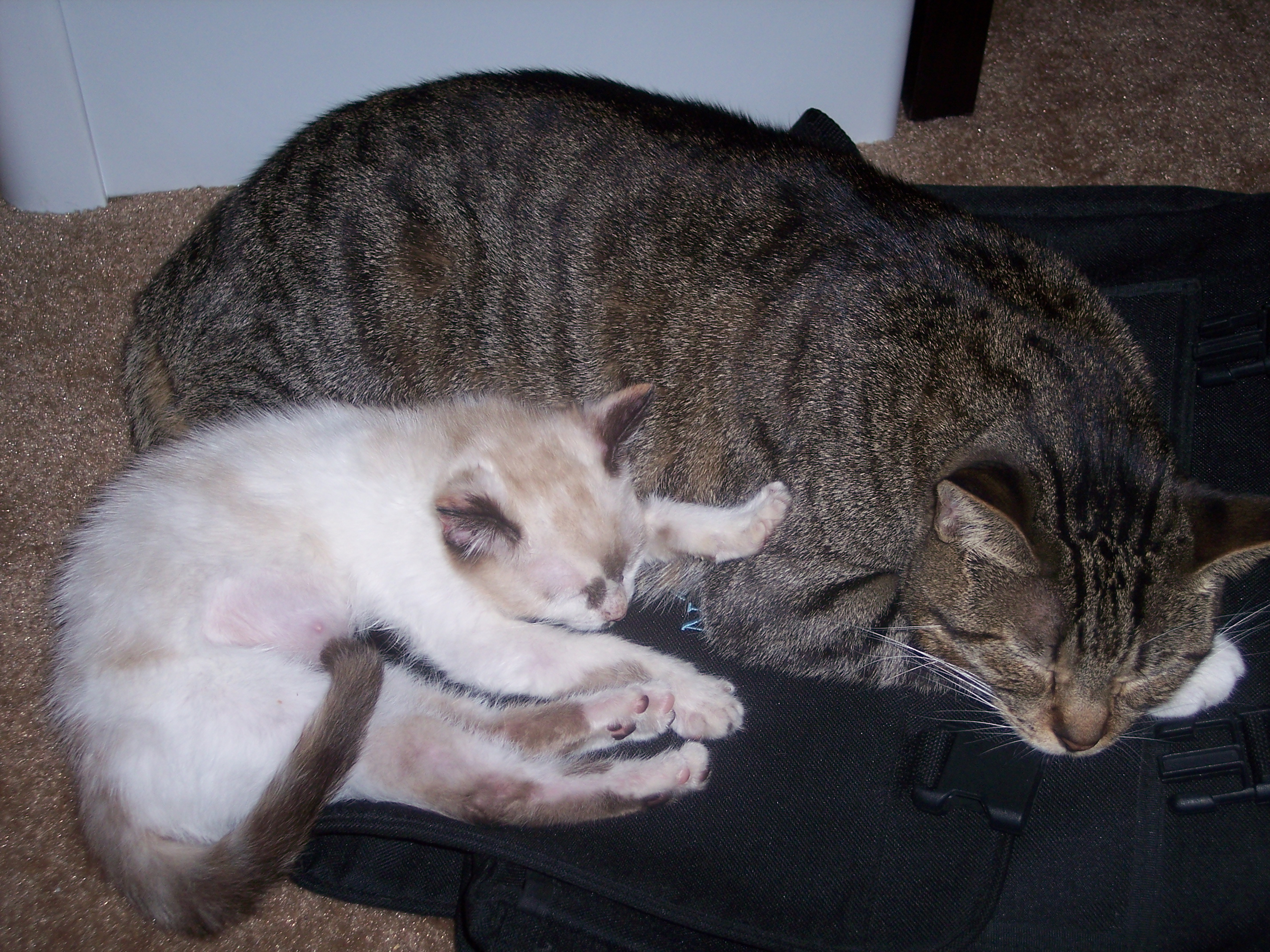 Lili and Littleone