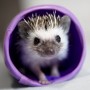 Pygmy Hedgehog