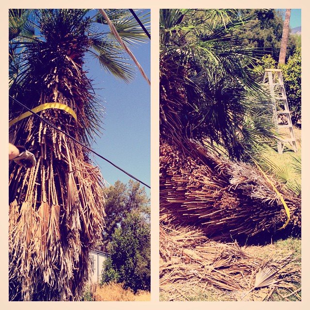 40+ year old palm tree had to come down at the parentals casa, leaning on the mains line. We had to do some hobbyist engineering to avoid hitting the line, the porch, or Ian with the chainsaw.